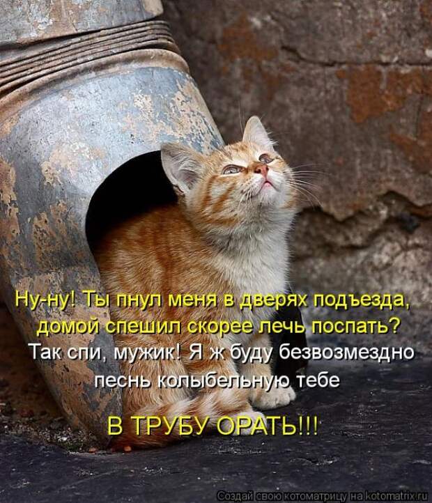 Лучшие котоматрицы недели (50 фото)