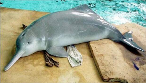 Дельфины Байджи Мамонты, клонирование, ученые