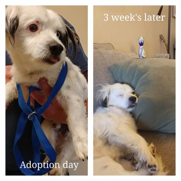 20 удивительных преображений животных, которые с улиц попали в заботливые руки 20 удивительных преображений животных, которые с улиц попали в заботливые руки до и после, истории спасения, история спасения, кошка, собака