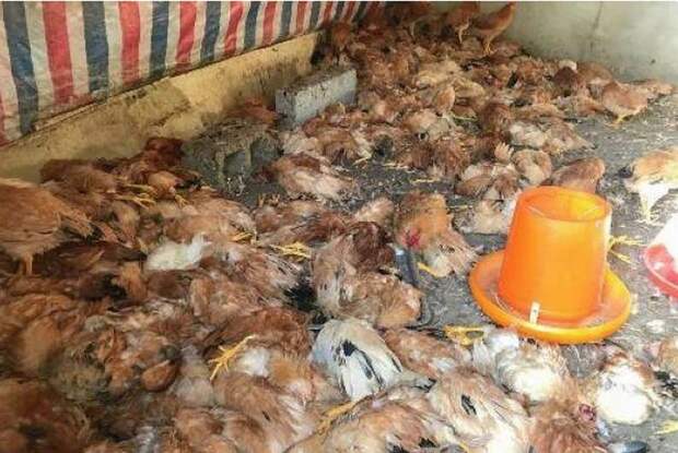 Хаски расправился с более, чем 600 соседских куриц всего за ночь