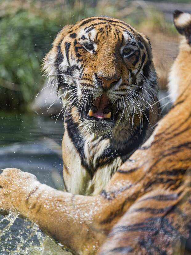 Бои животных. (Tambako The Jaguar)