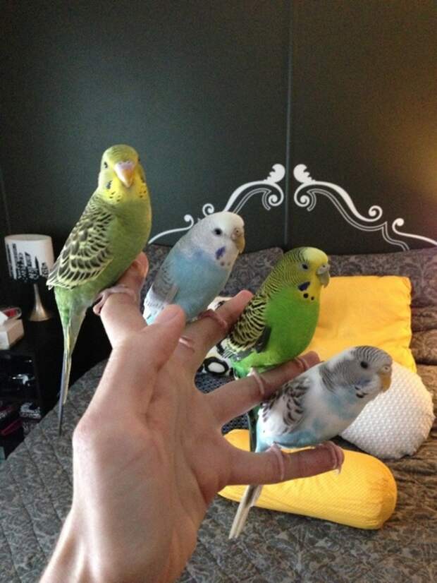 ыерыекр (525x700, 276Kb)