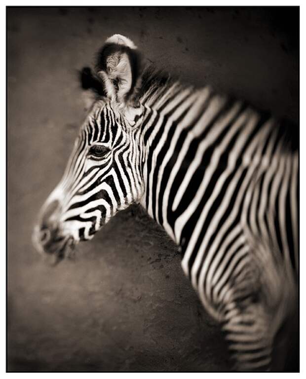 фотографии африки. Nick Brandt