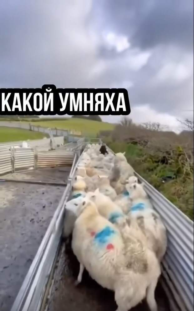 Пес - красавчик