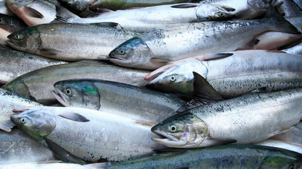 В 1,5 раза вырос объем поставок рыбы из России в Китай за квартал – до $1,1 млрд