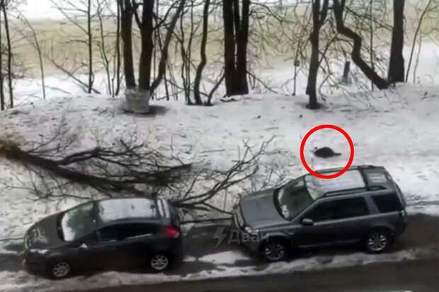 На видео попал бобр, поваливший дерево на машину в Петербурге