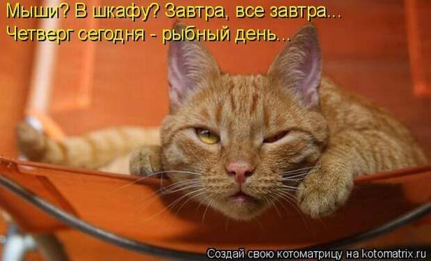 Лучшие котоматрицы недели (50 фото)