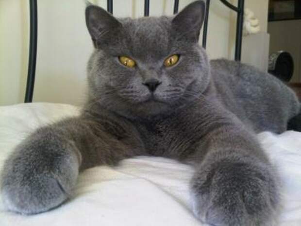 interesting  Top 10 Most Expensive Cat Breeds in the World