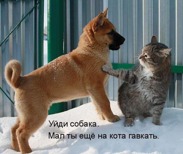 Котоматрицы (50 штук) Котоматрицы (50 штук)