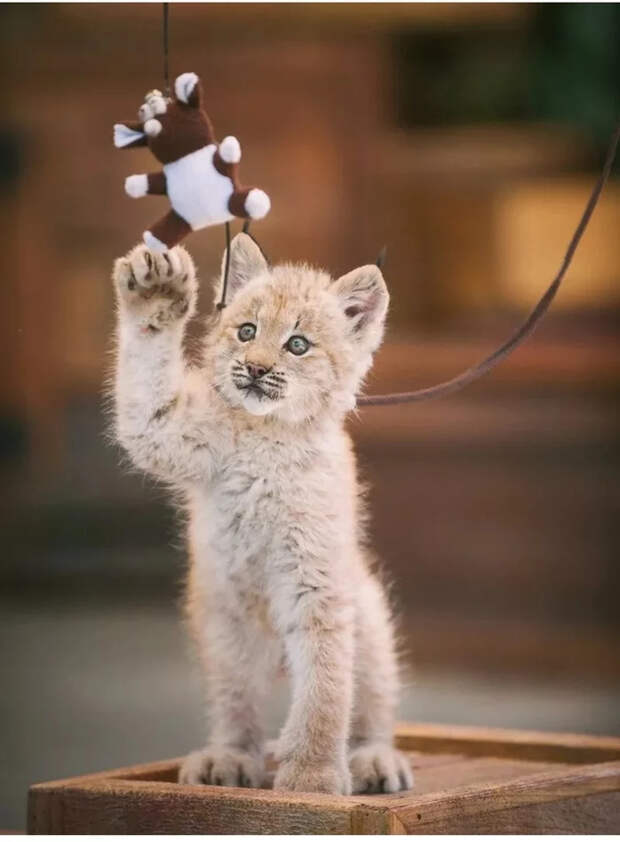 Маленькие большие кошки Большие кошки, Милота, Детеныш, Хищник, Животные, Дикие животные, Лев, Леопард, Гепард, Тигр, Пантера, Пума, Снежный барс, Ягуар, Манул, Каракал, Рысь, Фотография, Длиннопост