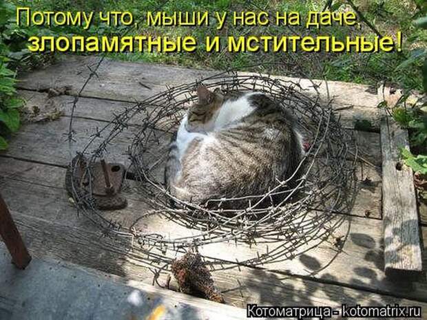 Лучшие котоматрицы недели