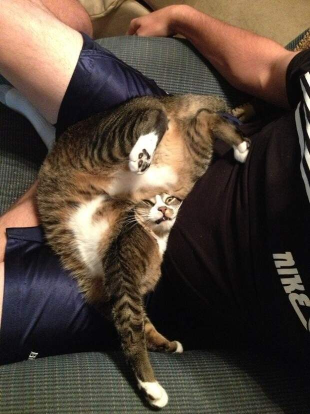 lolcats23 100 лучших фотографий кошек всех времен и народов