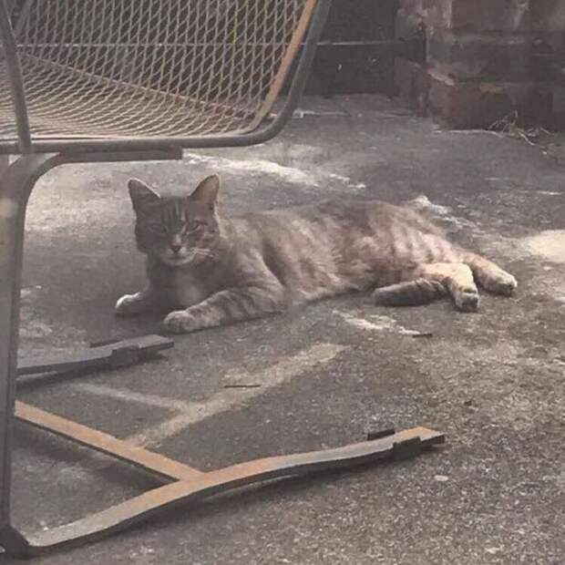 Кошка лежит