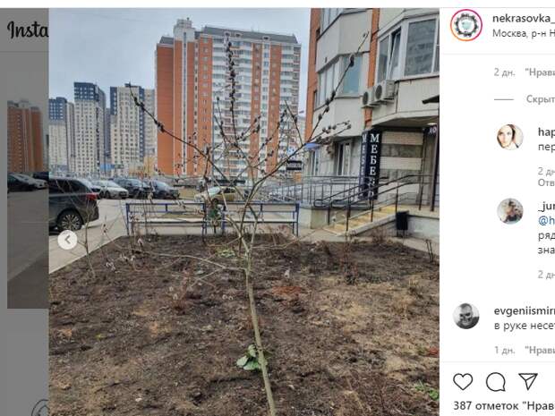 Женщина общипала вербу на Липчанского