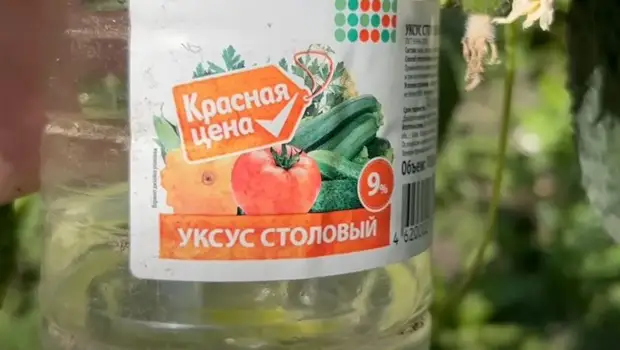 Используем уксус для повышения урожайности томатов и огурцов