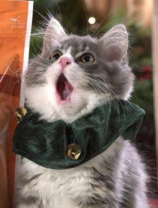 Котенок в шарфике