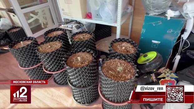 Житель Подмосковья арендовал соседний дом для выращивания конопли