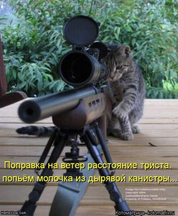 Котоматрицы (картинки с надписями)