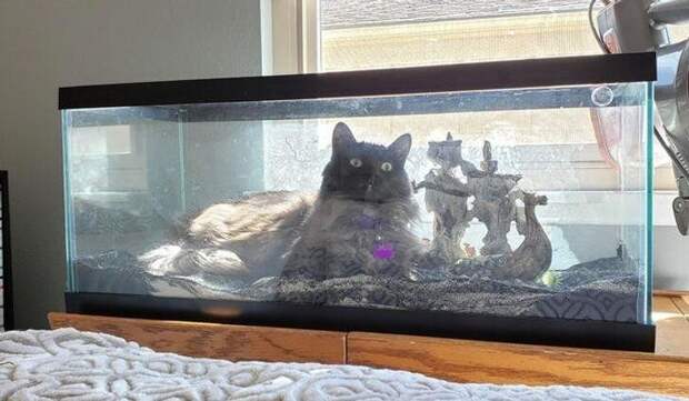 Стоило слить воду из аквариума для ремонта, а кот тут как тут!