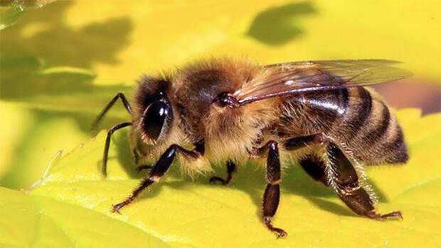 Развенчанный миф: ученые не знают, как летают пчелы.