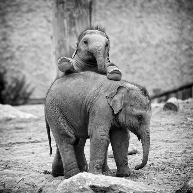 70 очаровательных слонят, которые подарят вам улыбку животные, слоненок, фотография