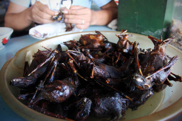 Bats Consumed For Good 31 Поедая мясо летучих мышей