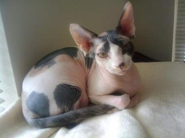 interesting  Top 10 Most Expensive Cat Breeds in the World
