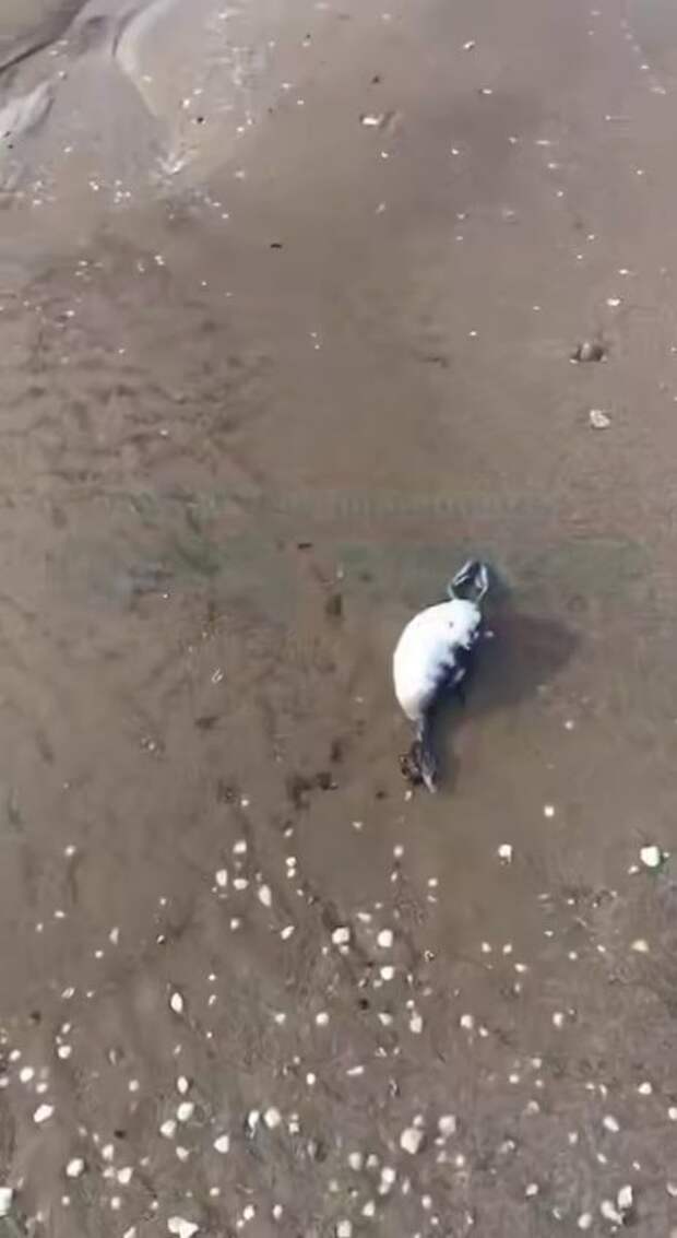 Из-за чего начался мор птицы на пляже в Анапе: блогеры бьют тревогу