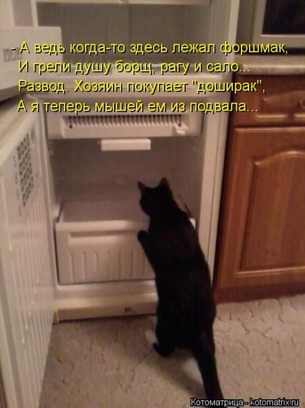 Котоматрицы(картинки с надписями)