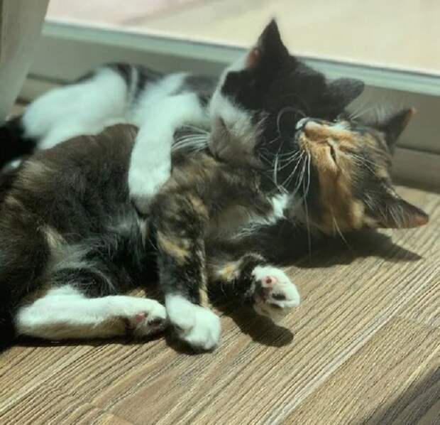 Котята кусаются Котята играют