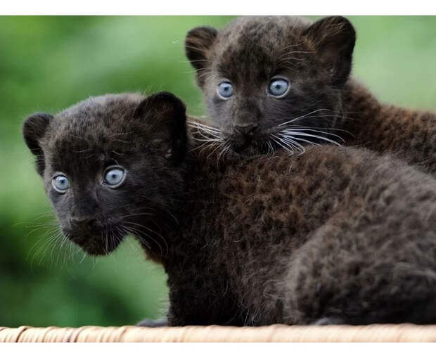 Маленькие большие кошки Большие кошки, Милота, Детеныш, Хищник, Животные, Дикие животные, Лев, Леопард, Гепард, Тигр, Пантера, Пума, Снежный барс, Ягуар, Манул, Каракал, Рысь, Фотография, Длиннопост