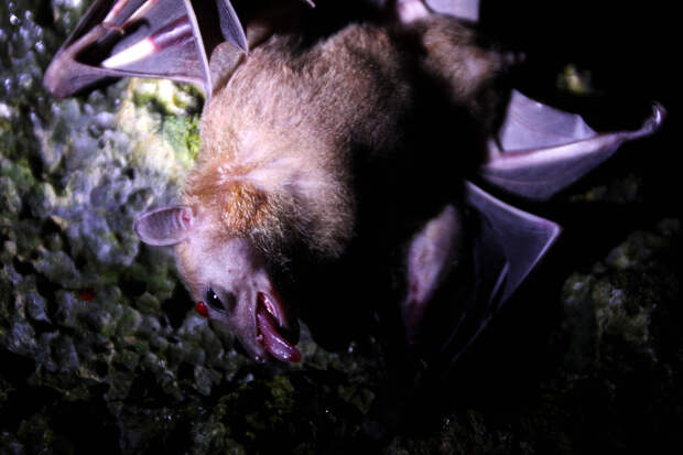 Bats Consumed For Good 6 Поедая мясо летучих мышей