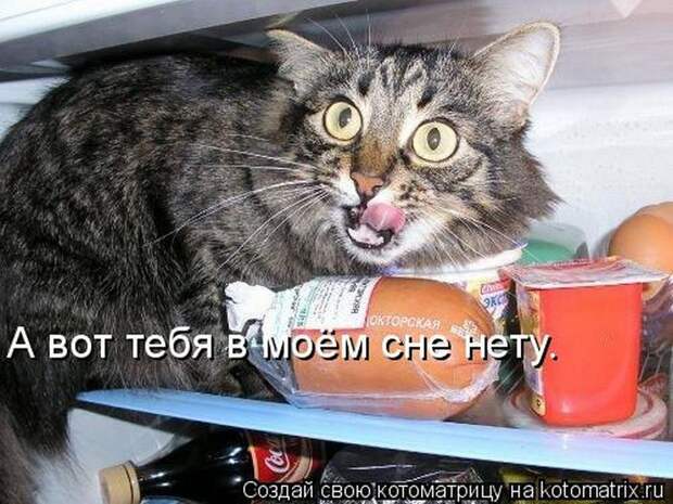 Лучшие котоматрицы недели (50 фото)