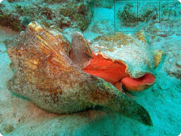 Флоридская лошадиная улитка (лат. Triplofusus giganteus)