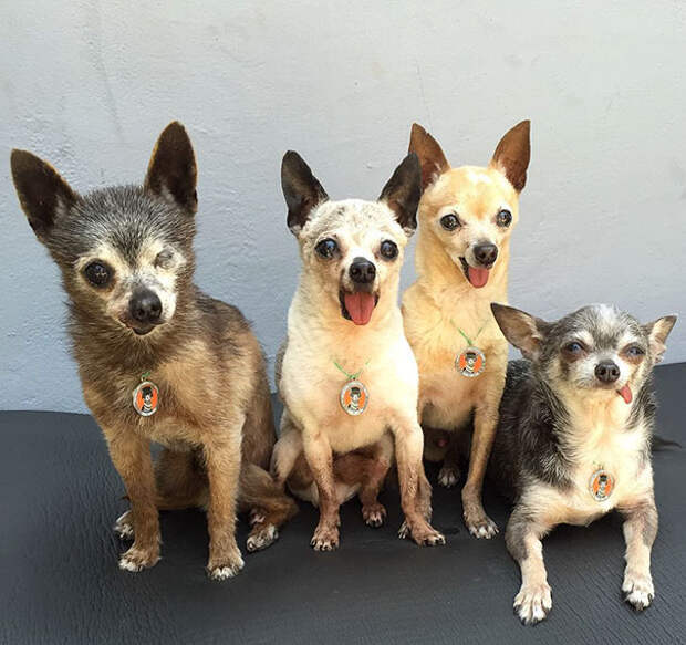 senior-dog-adoption-chihuahua-julie-docherty-2