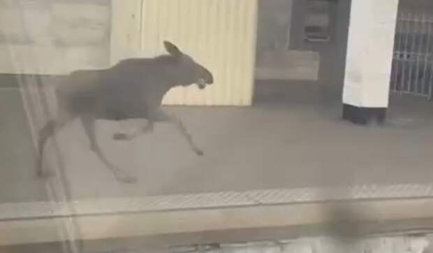 В Питере лось устроил соревнования на скорость с поездом