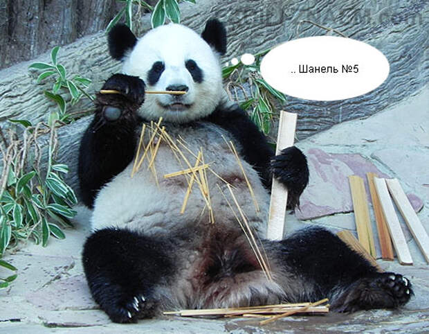 панда любит грызть бамбук
