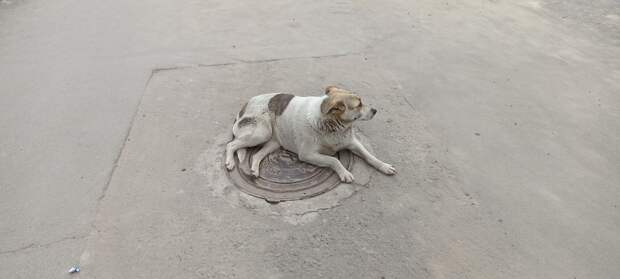Массовая травля собак в Ростове в сентябре 2022: что известно