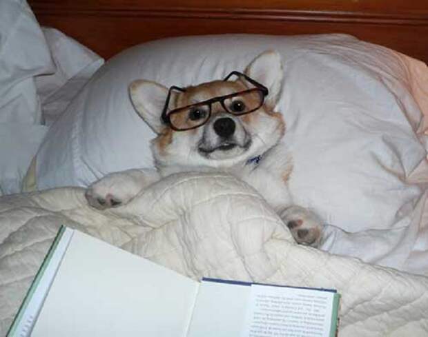 можно ли спать с собакой в одной постели