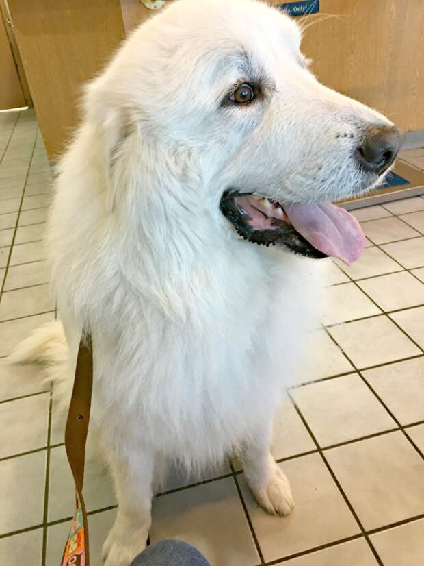 Not the best picture to tell, but here Mauja is displaying "whale eyes" Whale eyes are a commonly overlooked sign of stress where the dog shows the whites of her eyes.