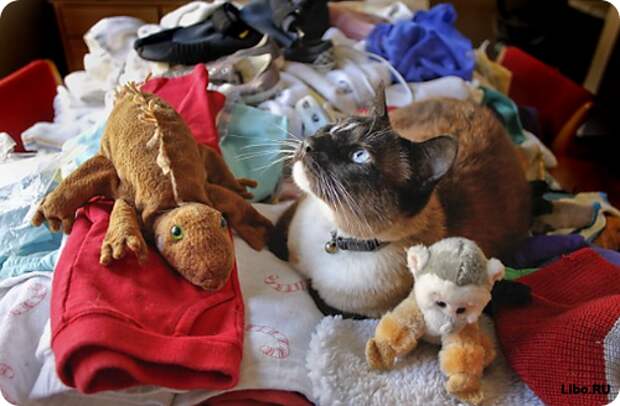 Коты-клептоманы Коты-клептоманы