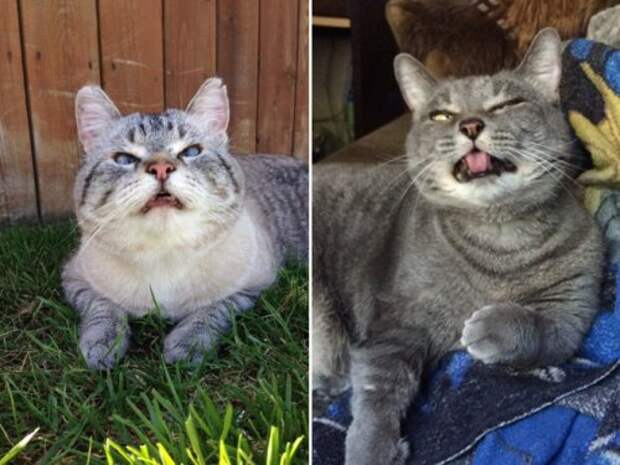 Чихающие кошки, которые вызовут у вас улыбку (16 фото)