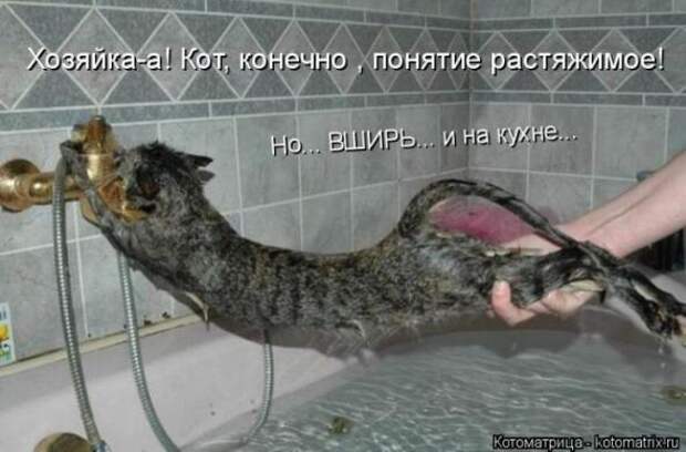 Котоматрицы(картинки с надписями)
