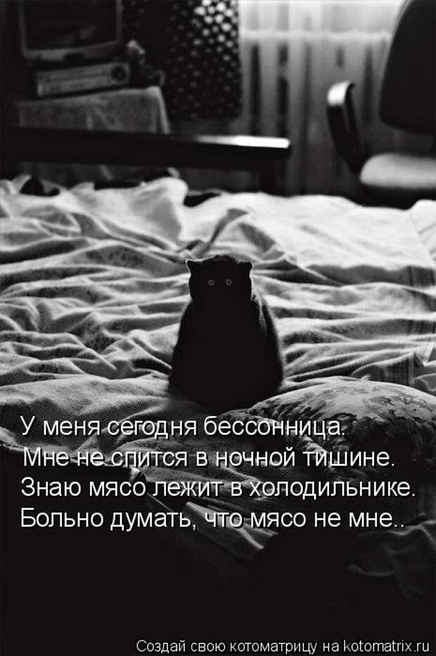 Свежая котоматрица (33 фото)