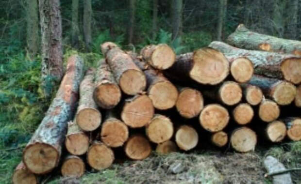 В Краснодарском крае направлено в суд уголовное дело о краже и перевозке незаконно заготовленной древесины