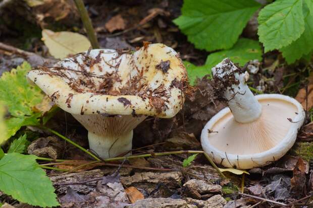 http://bigpicture.ru/wp-content/uploads/2014/09/mushrooms03.jpg