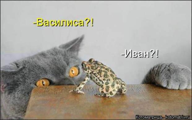 Котоматрицы (картинки с надписями)