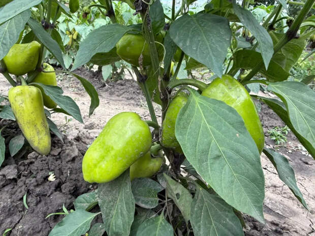 Кладу в лунку только это трио — и перец не тормозит: проверенный состав, который не меняю годами