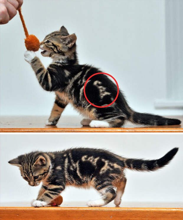 Котенок с надписью "cat" животные, забавно, коты, кошки, неожиданно, окрас, окрас кошек, фото