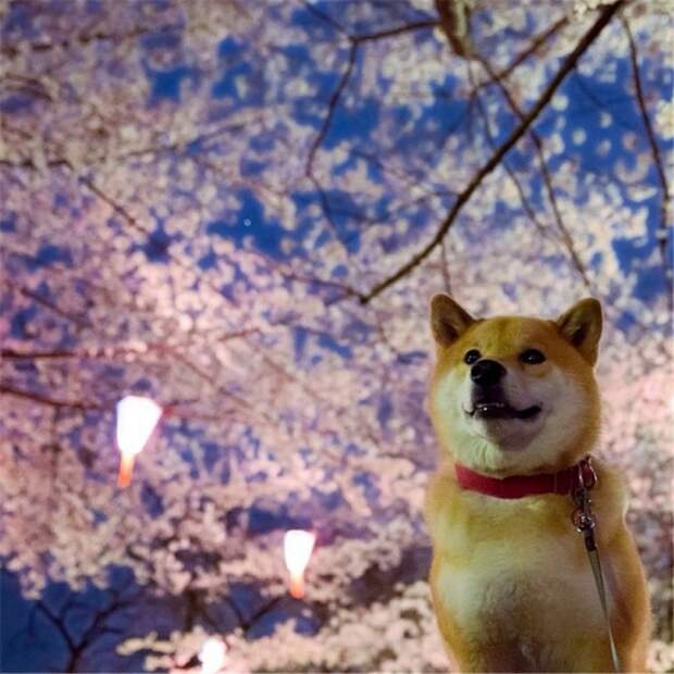 InJapan20 Хочу в Японию